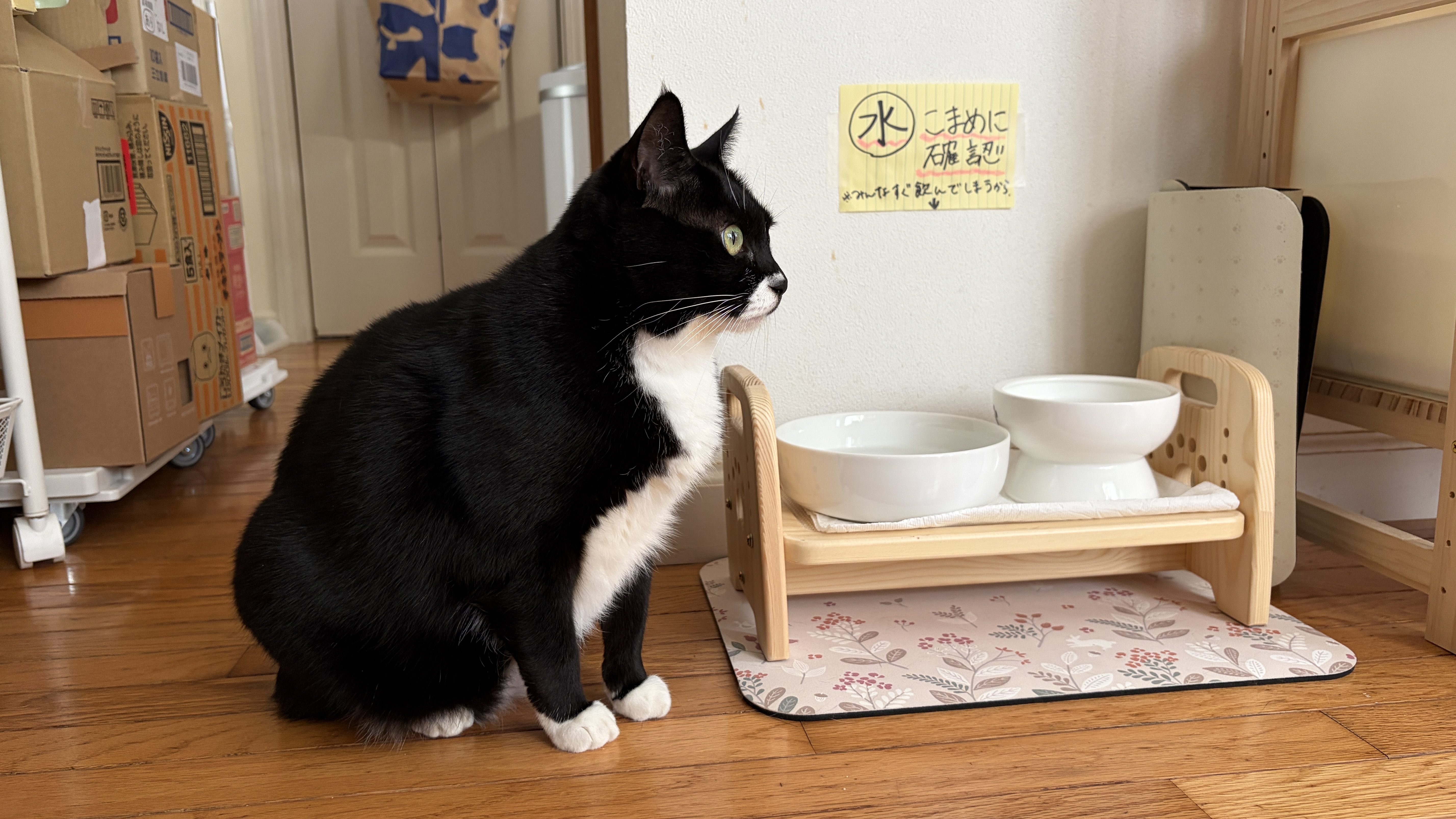 コスパ◎キャッサバ猫砂3選！“生ごみ処理機OK”で選ぶ私の愛用品レビュー特集✨