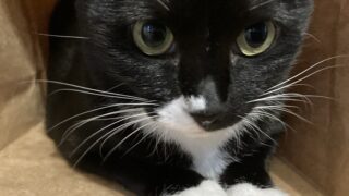 🐾キティにゃ〜ちゃん、紙袋ハウスでご満悦💖