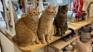 🎉ブラックフライデー❣️