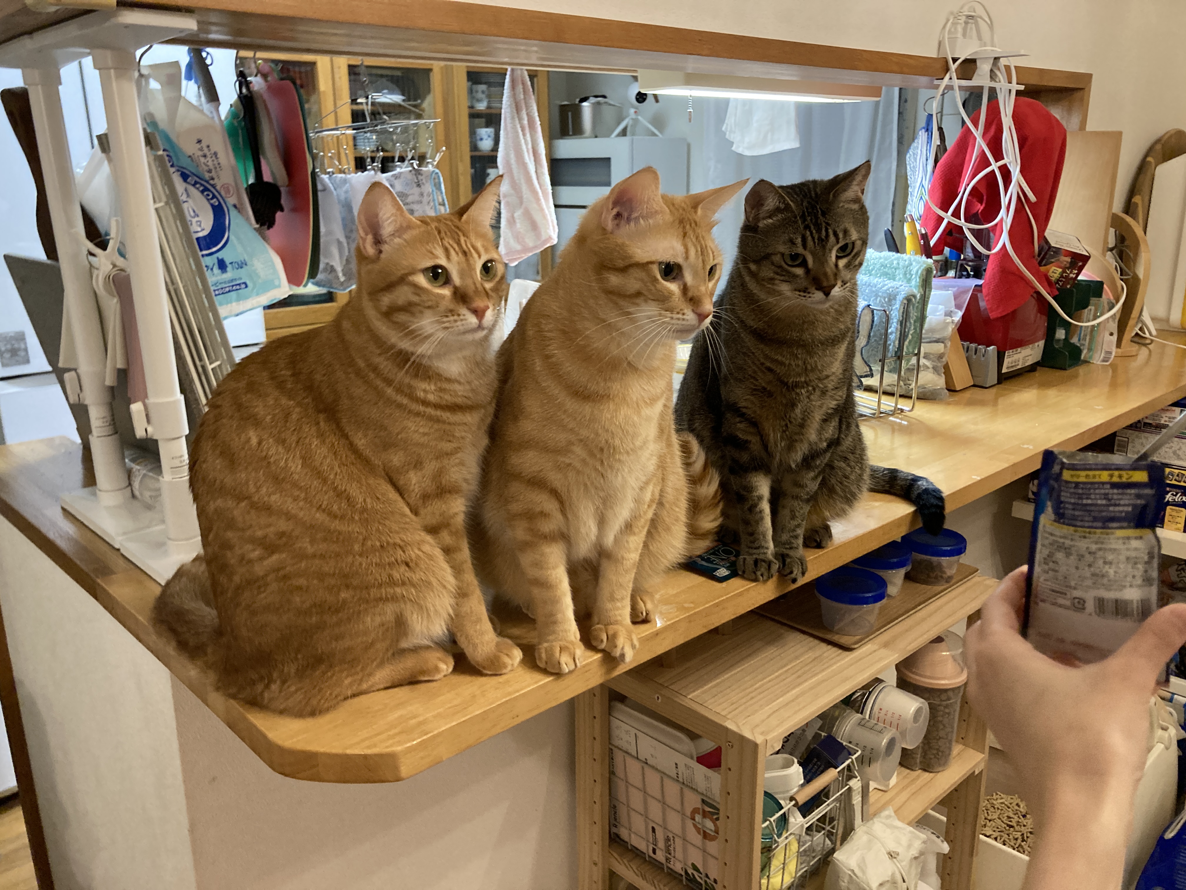 **✨ブラックフライデー期間中🎁