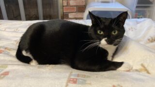 🐾キティにゃ〜ちゃん愛用✨