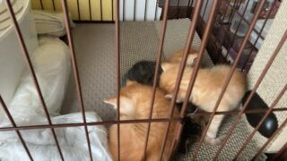 🐾生まれたばかりの奇跡を振り返る✨2年4か月前のシナモン母さんと子猫たちの物語💖