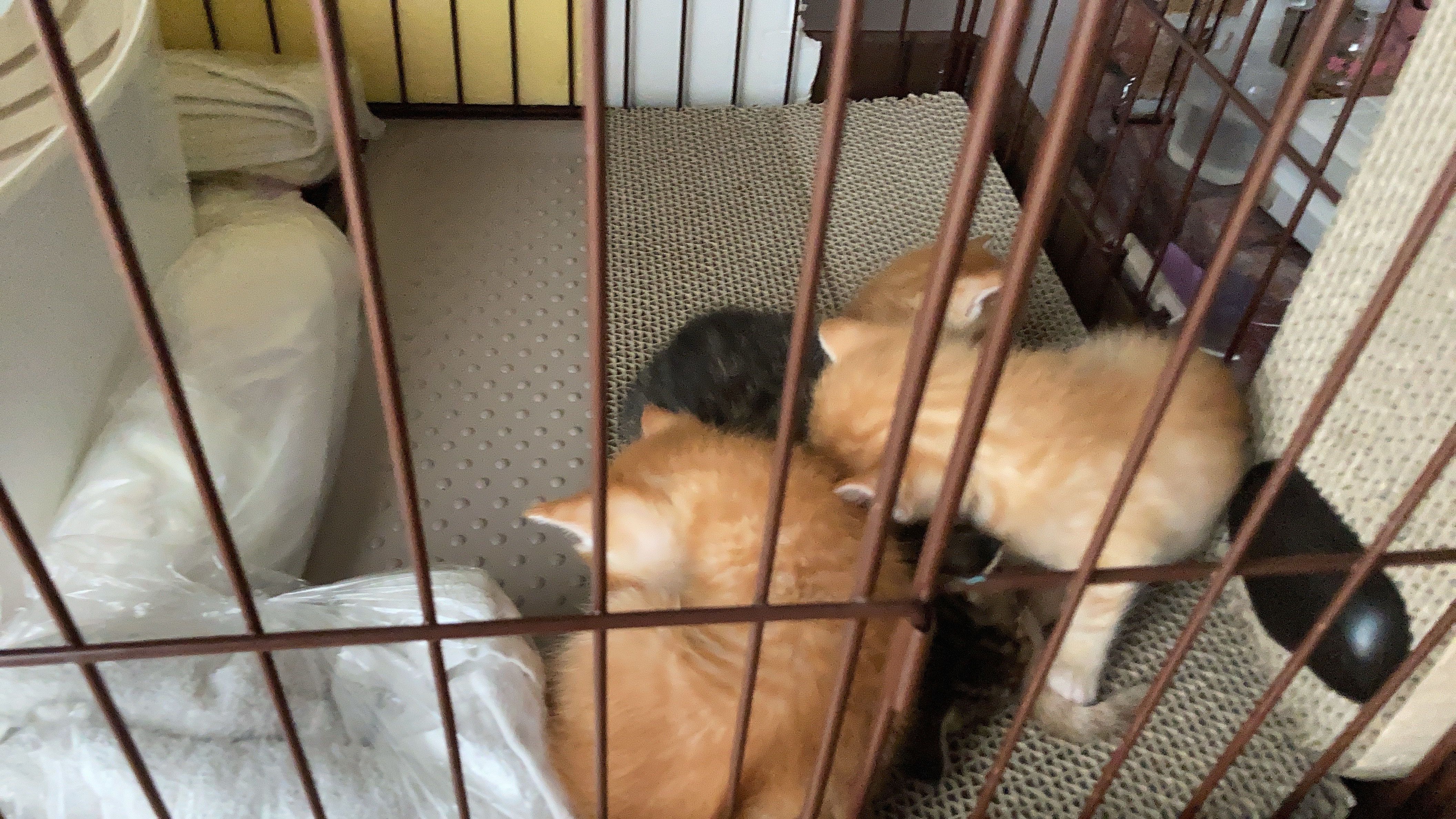 🐾生まれたばかりの奇跡を振り返る✨2年4か月前のシナモン母さんと子猫たちの物語💖