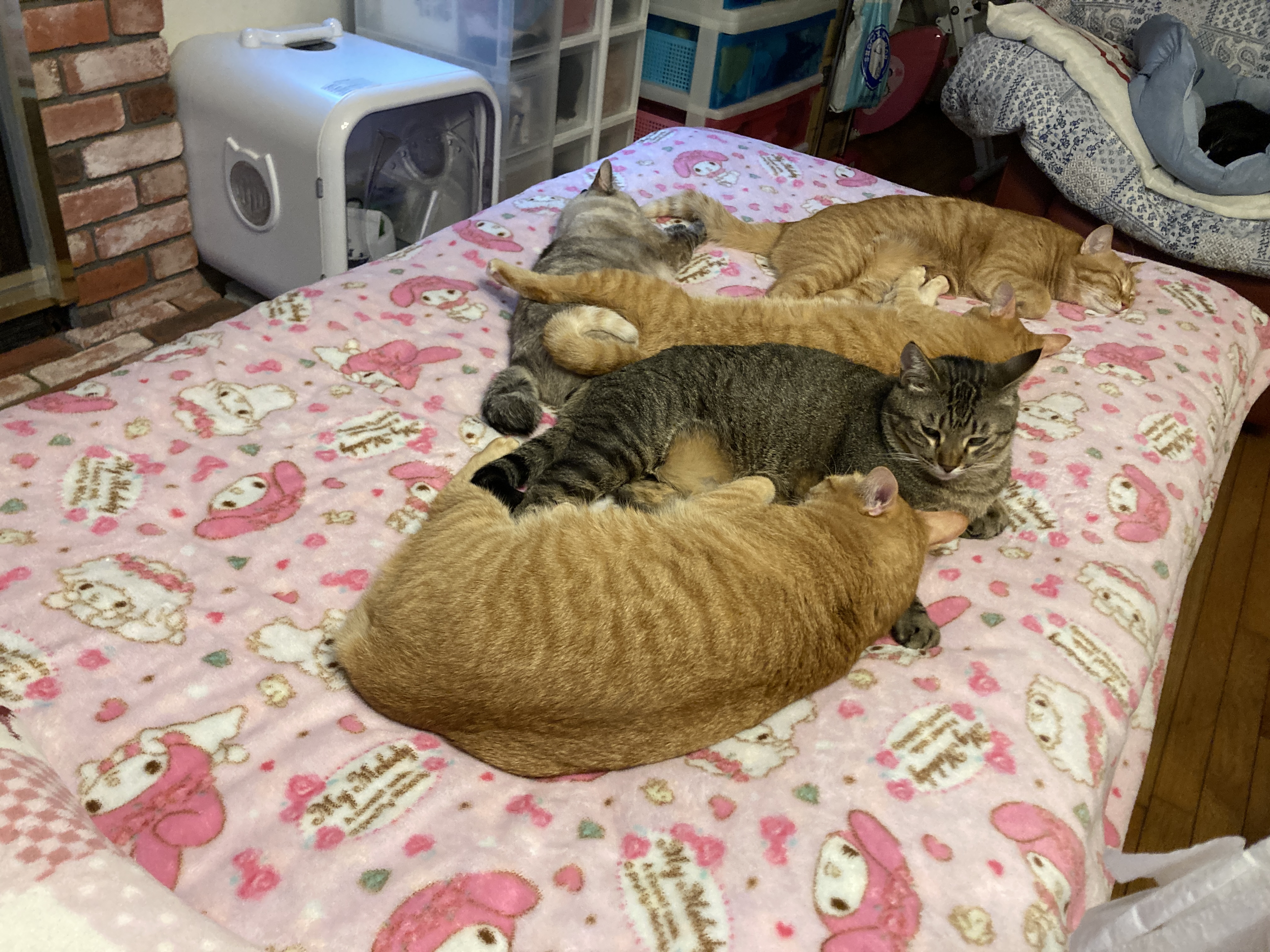 **🐾シナモン母さんと子猫たちの物語✨