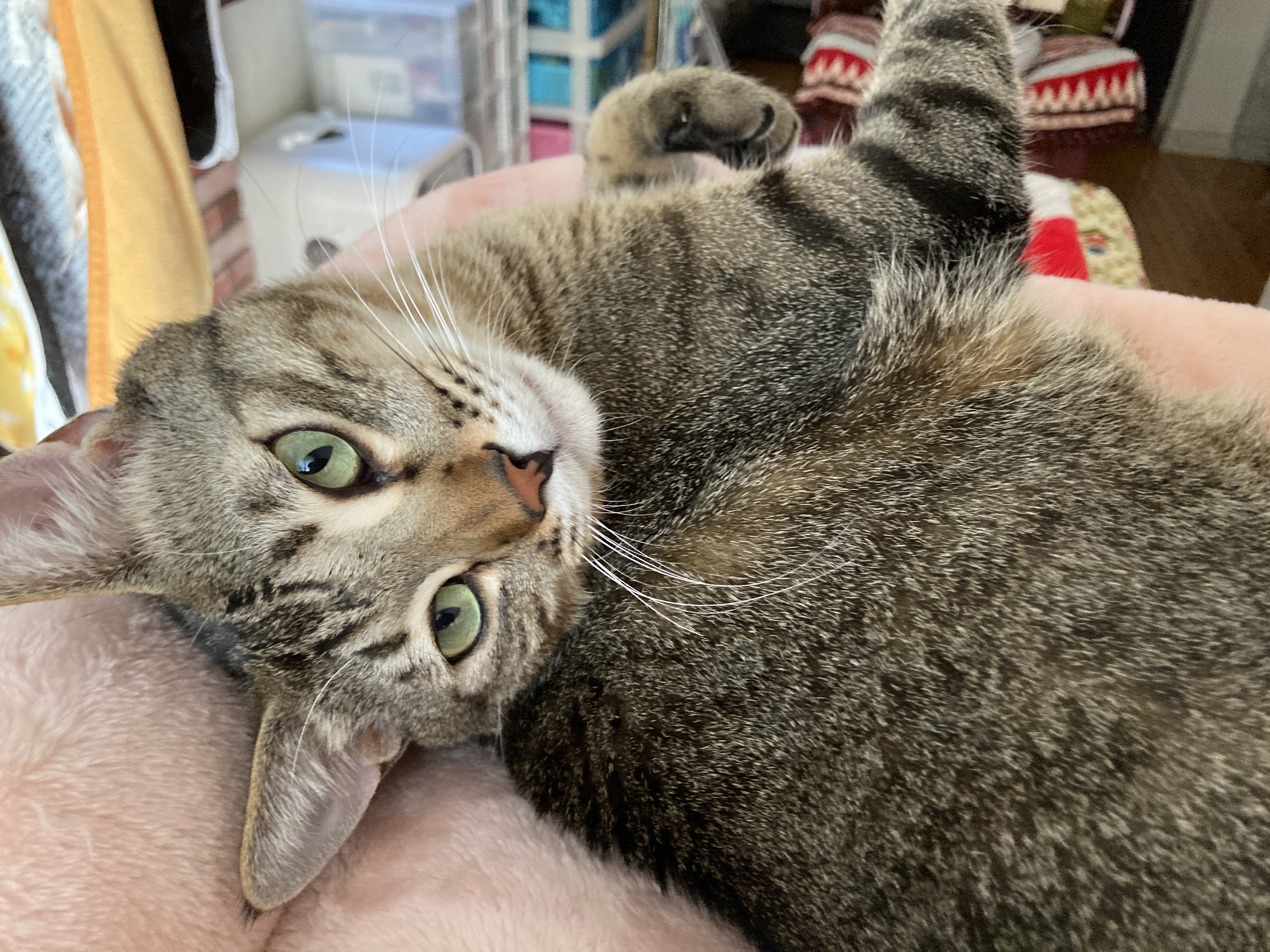 🌼3にゃんのほっこりお昼寝タイム💛癒しの寝顔が集まりました🌼