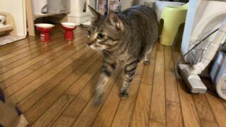 🐾黒豆ちゃんの大はしゃぎDay✨猫じゃらし→段ボール号あそび→キティにゃ〜ママのおやつタイム💖