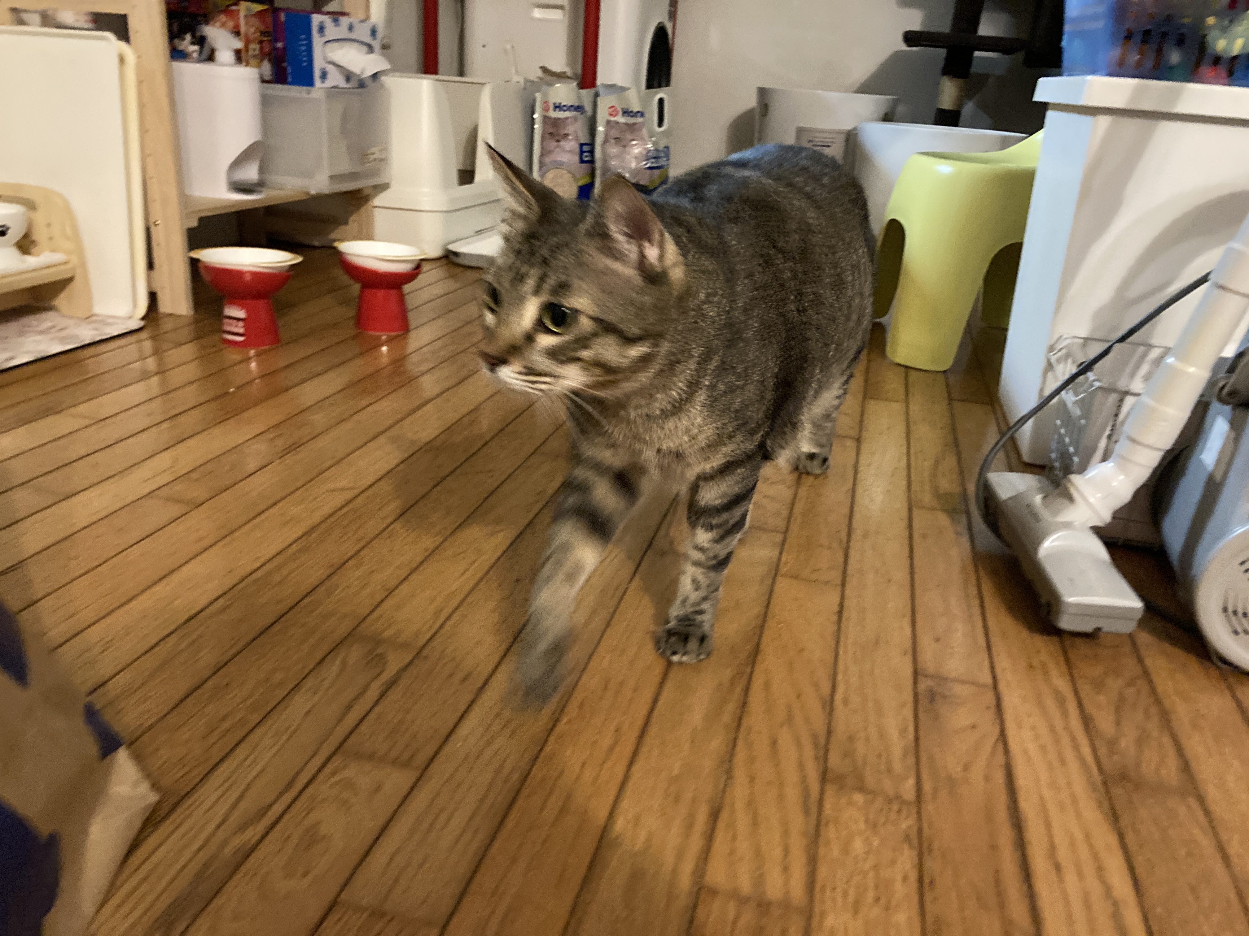 🐾黒豆ちゃんの大はしゃぎDay✨猫じゃらし→段ボール号あそび→キティにゃ〜ママのおやつタイム💖