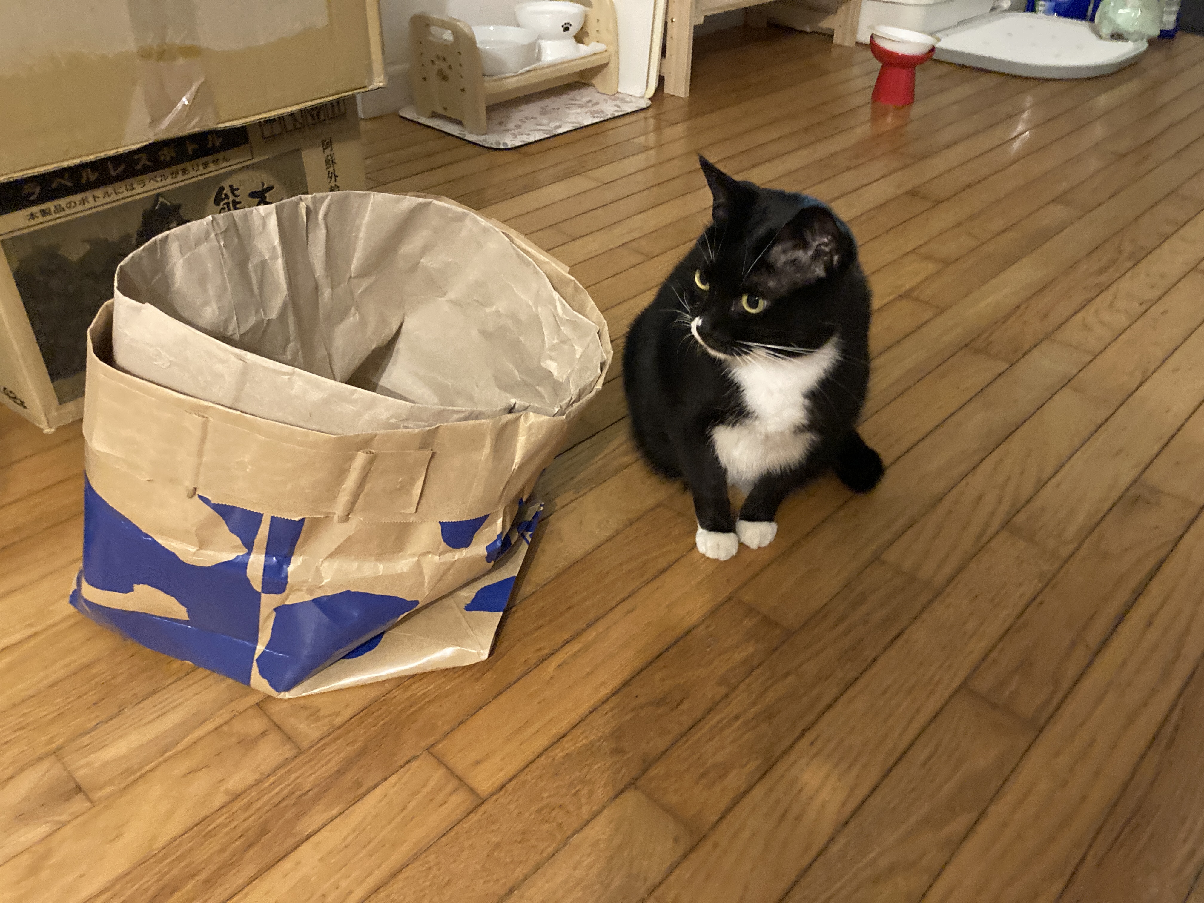 紙袋で大興奮❣️キティにゃ〜ちゃん＆黒豆ちゃんのかくれんぼタイム🐾💕