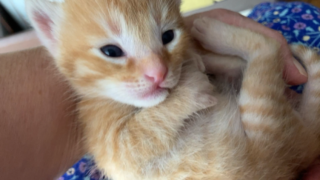 🐾生まれて間もない子猫4匹の成長記録🐱🐱🐱🐱