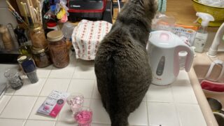 🐾【体験記】謎のウイルス感染症にかかった我が家の猫たち