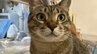 🐾【体験から選んだ】猫の体調不良時に本当に助かった