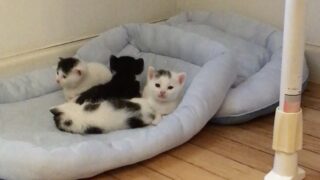 🐾 はじめての保護猫。あの日から始まった小さな命との大きなご縁 🐱