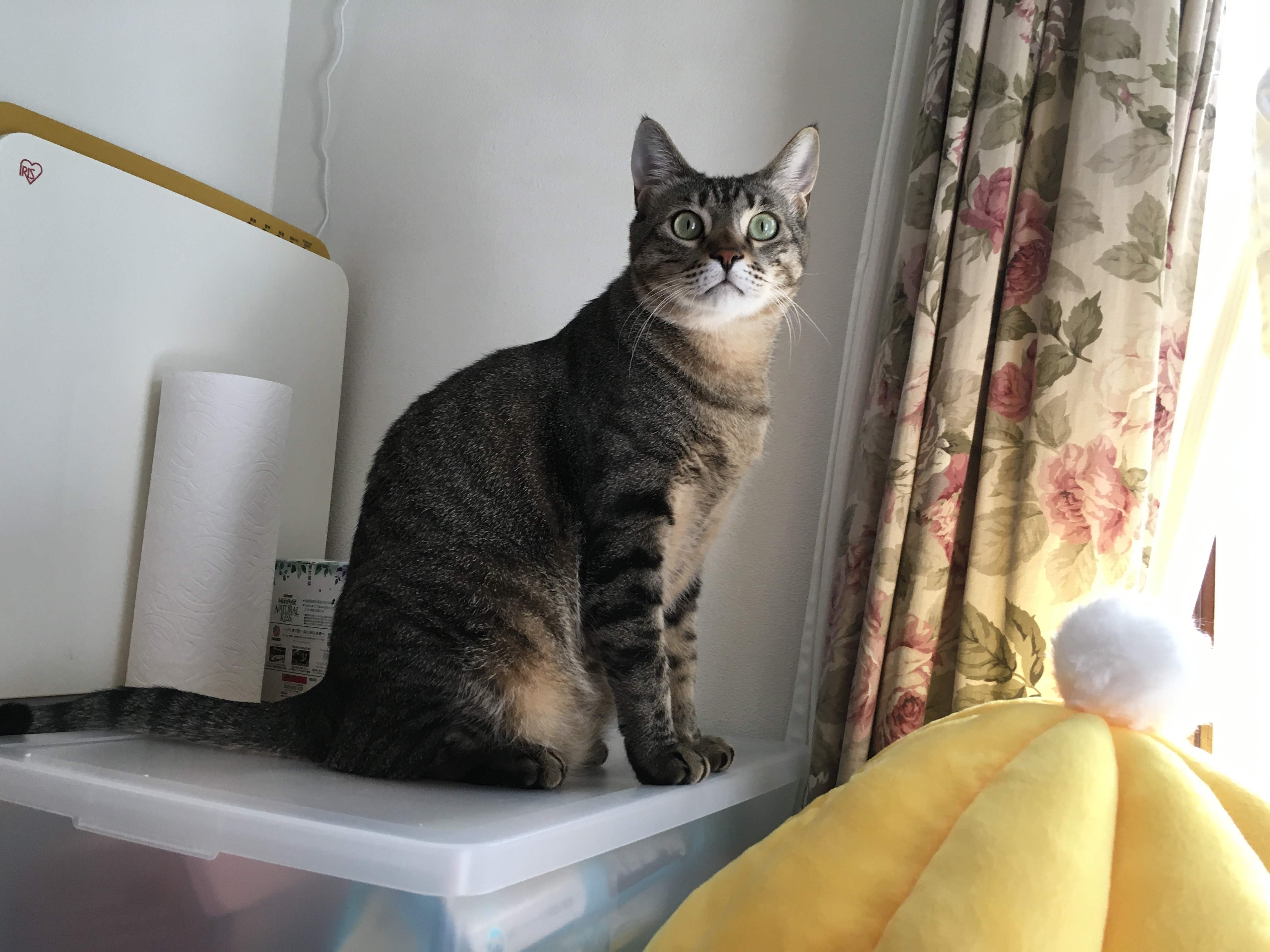 🐱 ロイヤルカナン「ユリナリー」で、猫たちの膀胱ケアを始めました