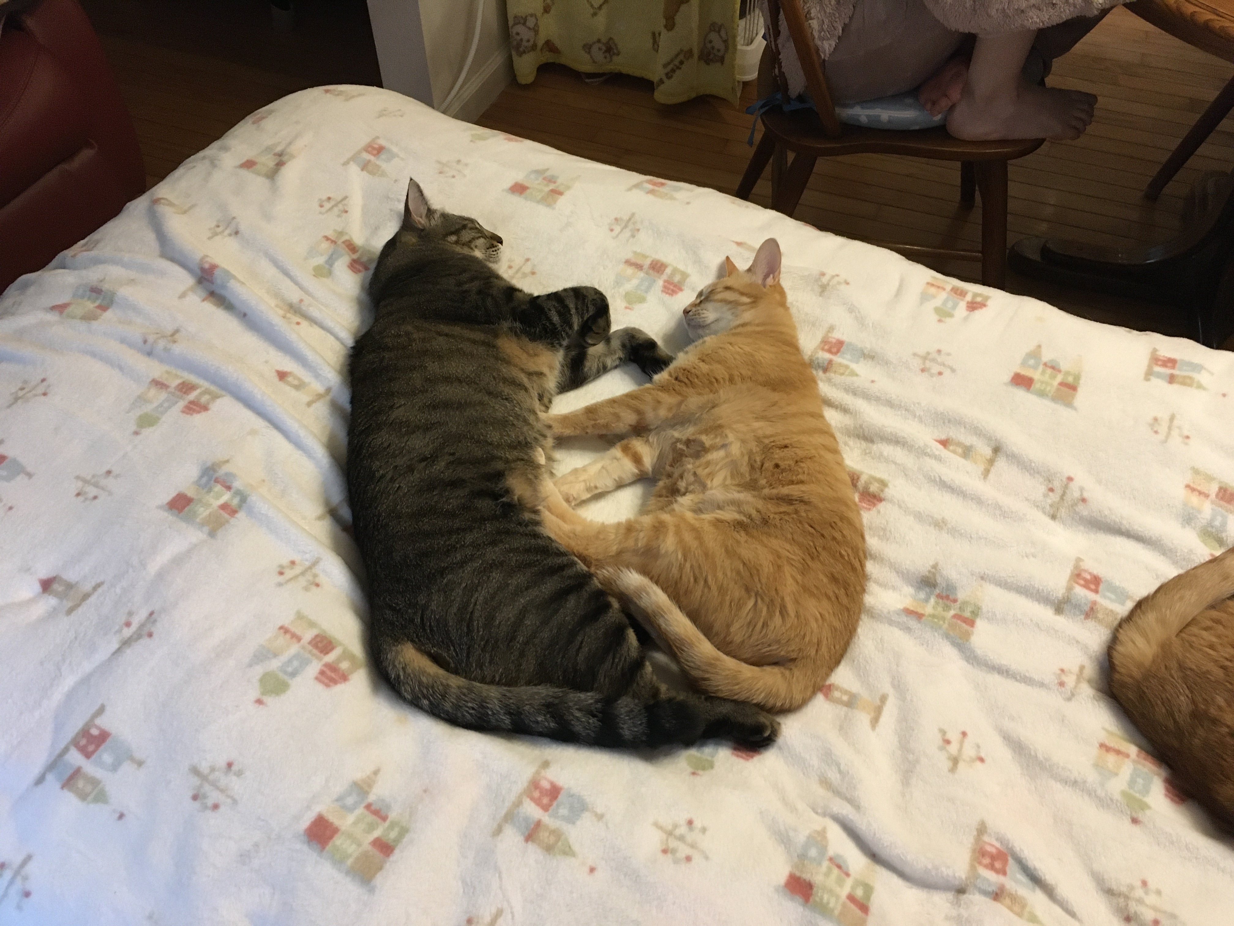 ぎゅっと寄り添って眠る猫たち🐾