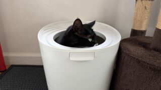 🐾 猫トイレのニオイ対策はこれで解決!大きめトイレ+パン袋でほぼ無臭生活✨