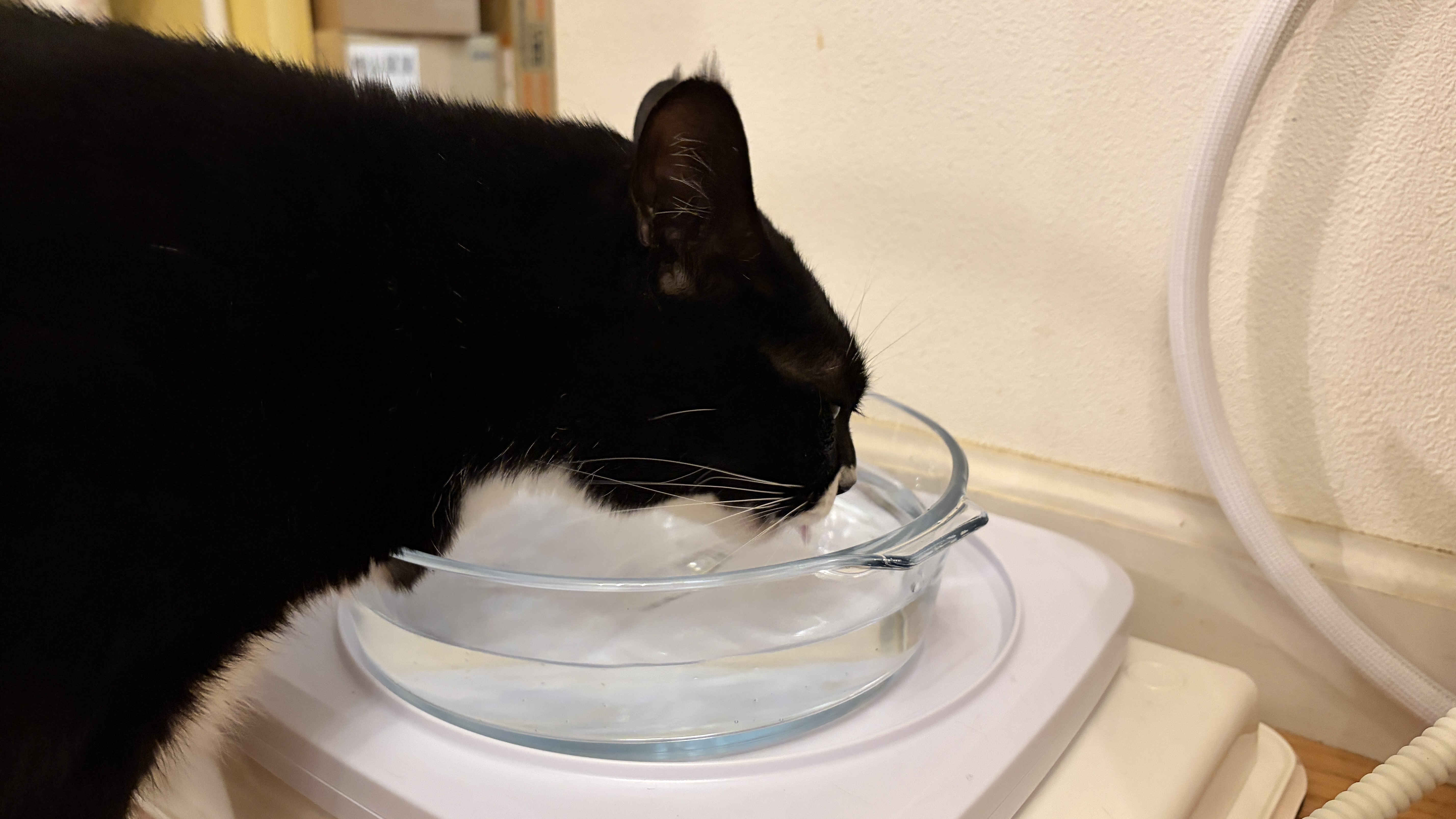 【猫の健康が心配な方へ】水に混ぜるだけ＆フードにかけるだけ｜我が家の猫サプリ習慣🐾