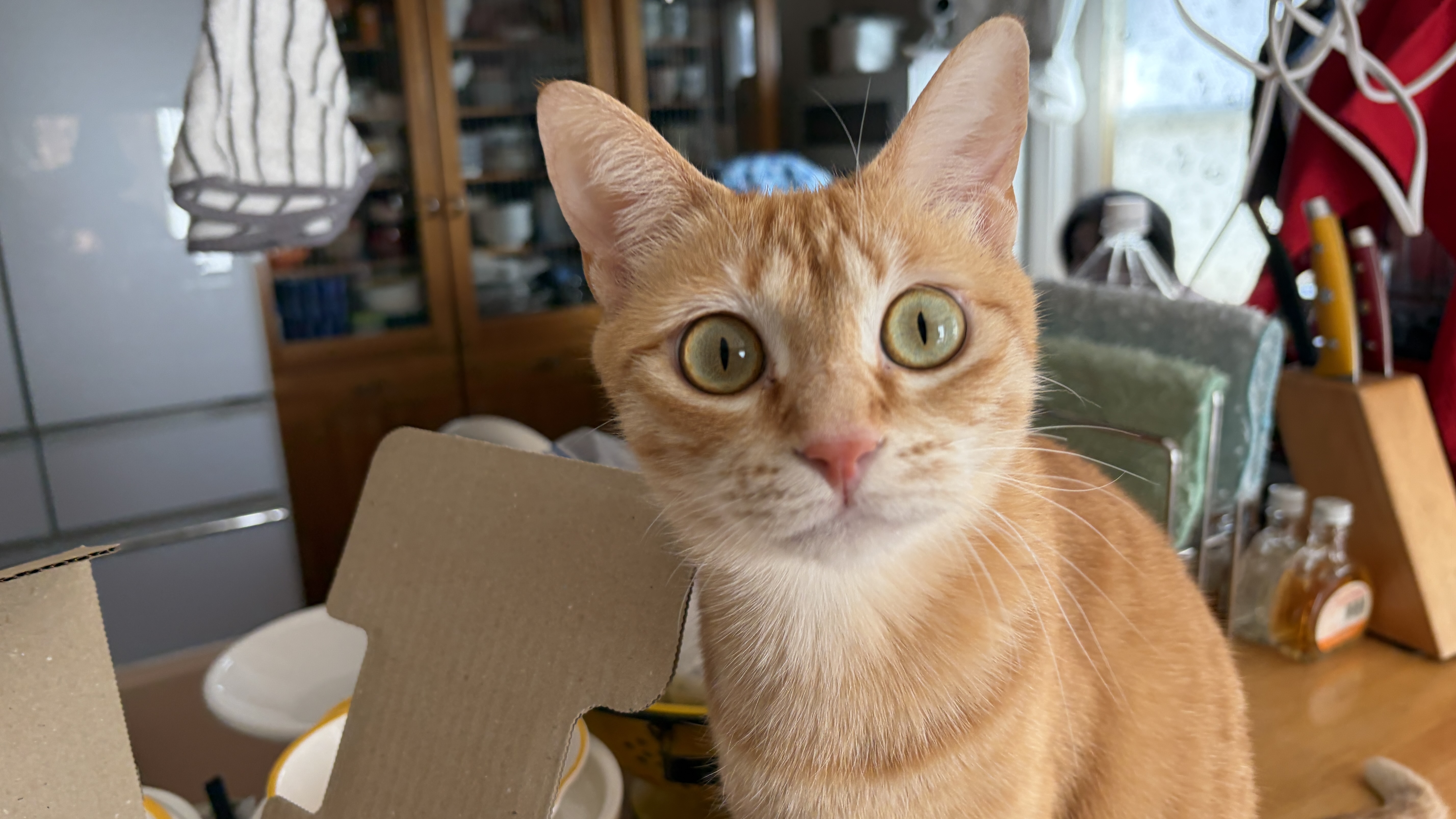 桃ちゃんのおやつが届きました😺📦