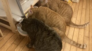 🐱【コストコ購入】ピュリナワン4kgが激安！