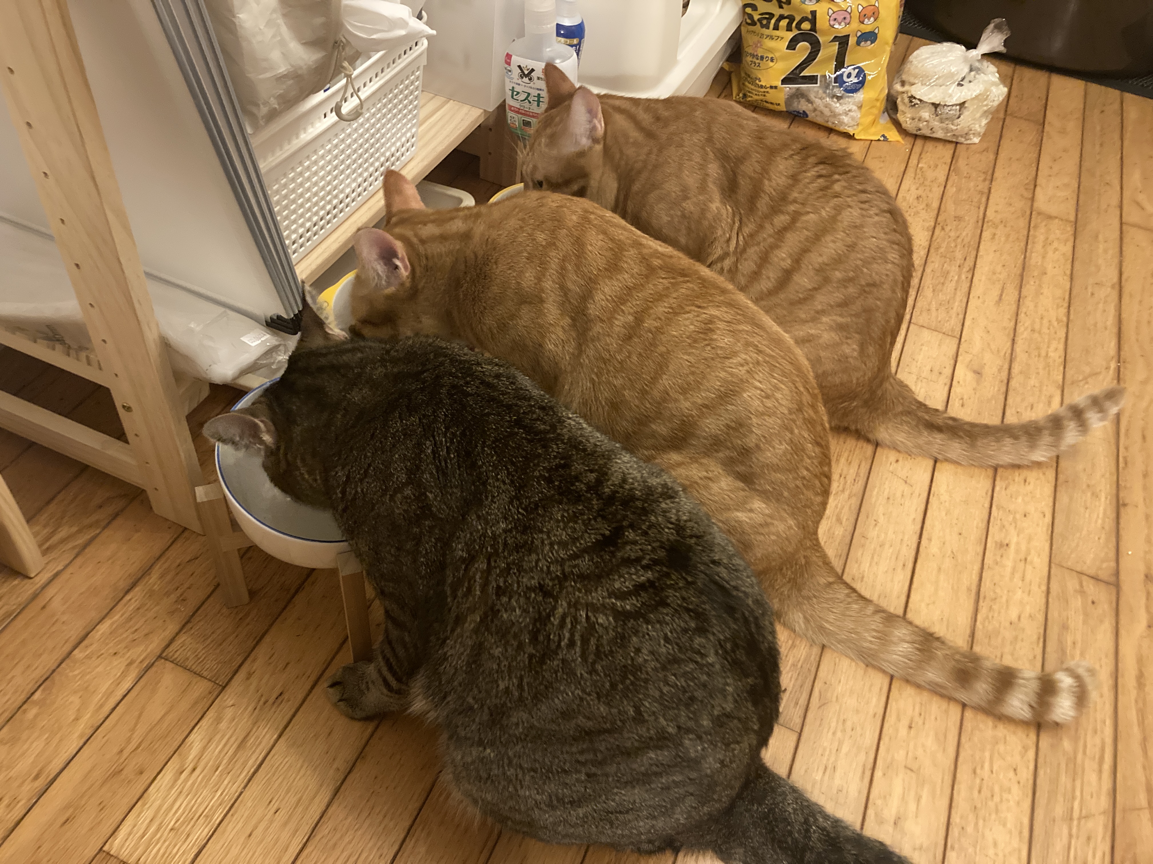 🐱【コストコ購入】ピュリナワン4kgが激安！