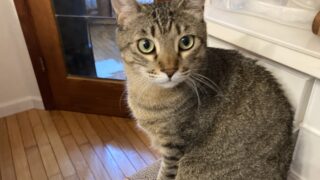 我が家の猫たちが「適温のお水」をよく飲むようになりました🐱💧