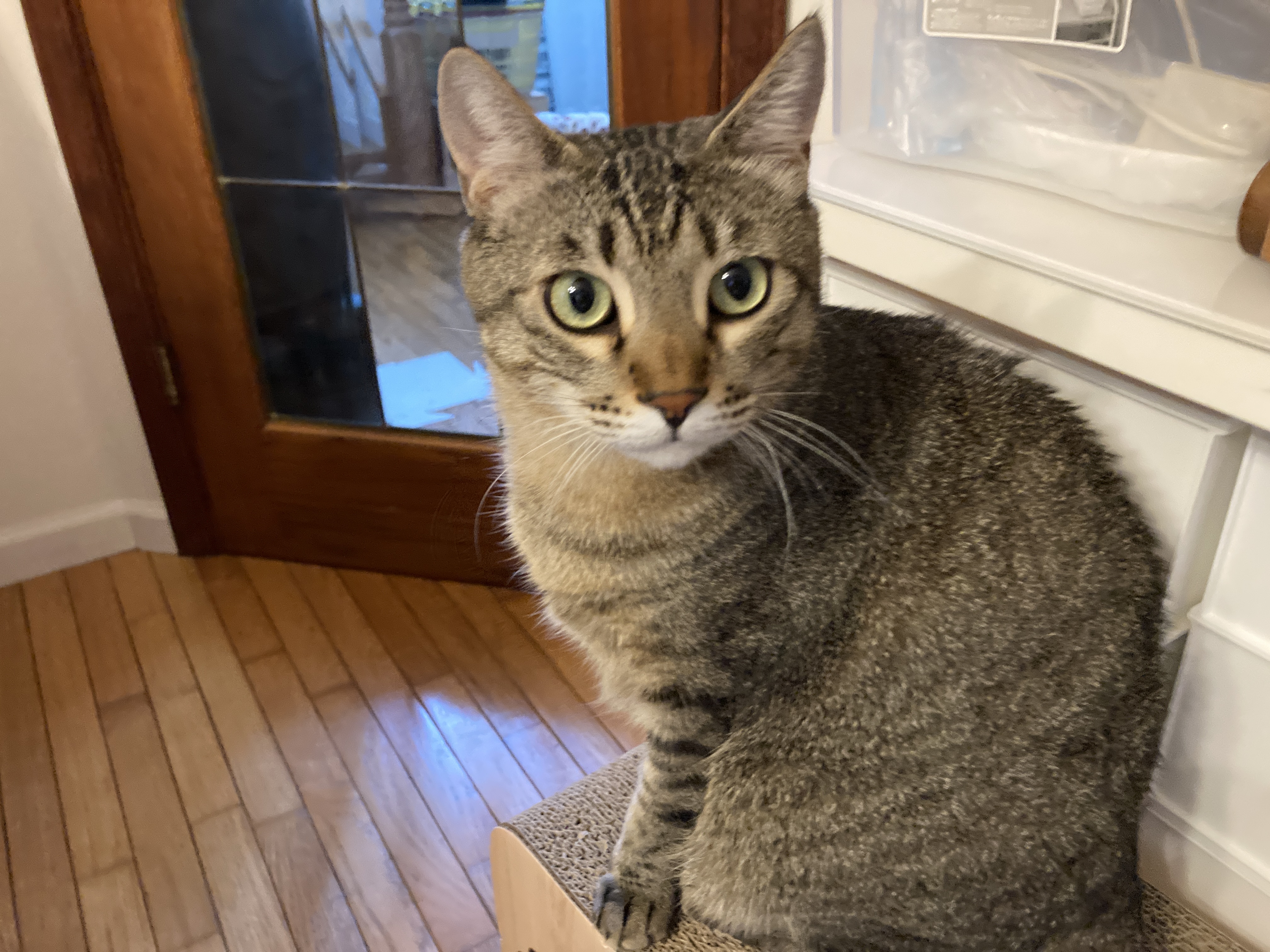 我が家の猫たちが「適温のお水」をよく飲むようになりました🐱💧