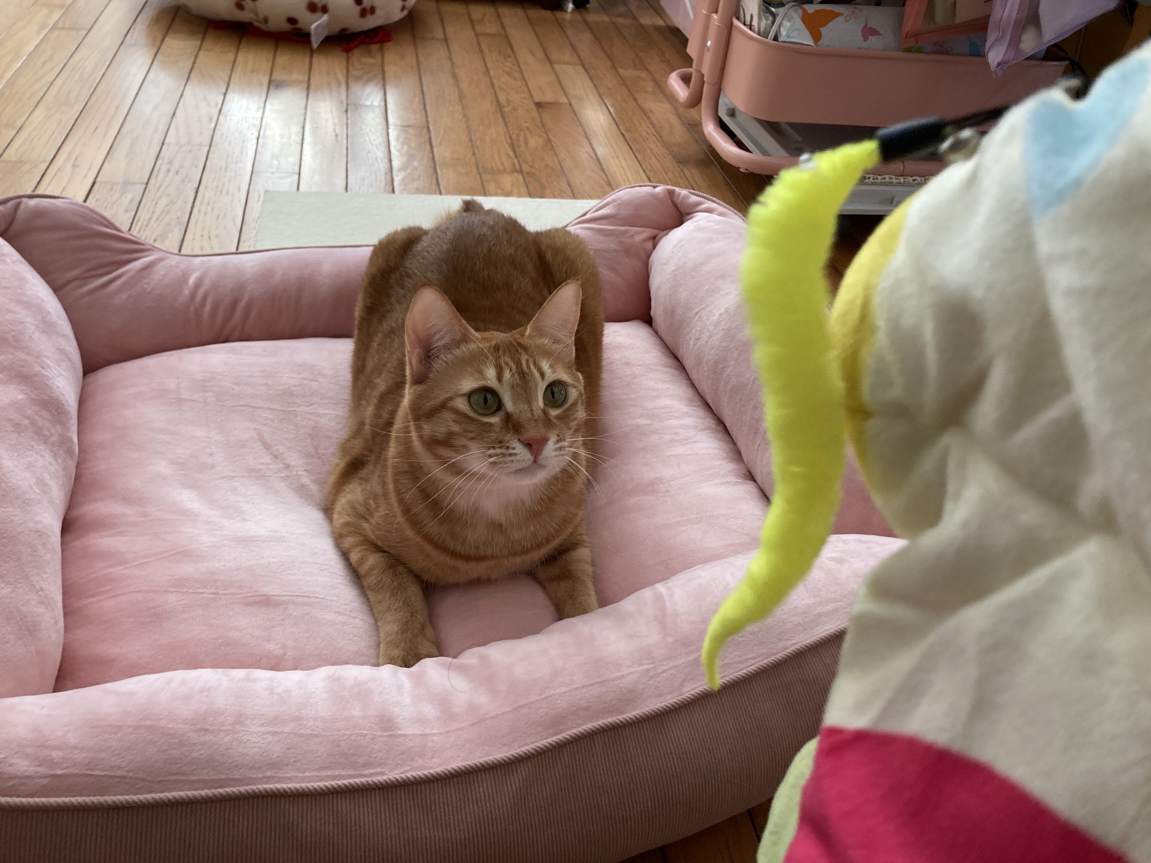 ベティちゃんの猫じゃらしタイム🐾💖