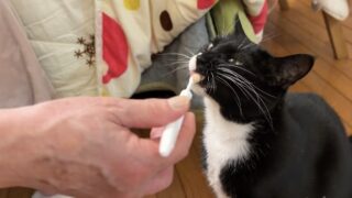 キティにゃ〜ちゃんの歯みがき習慣🐱🦷