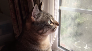 鳥を見つめるイケメン猫・黒豆ちゃん🐱✨