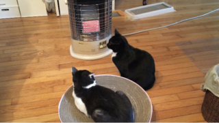 ストーブ前は猫の特等席😺🔥