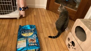 【多頭飼いの保存術】4kgキャットフードを真空パックで鮮度キープ|ピュリナワン体重ケアレビュー