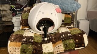 キティにゃ〜ちゃんがキティちゃんハウスに入った日🐾似合いすぎて親バカ炸裂しました💕