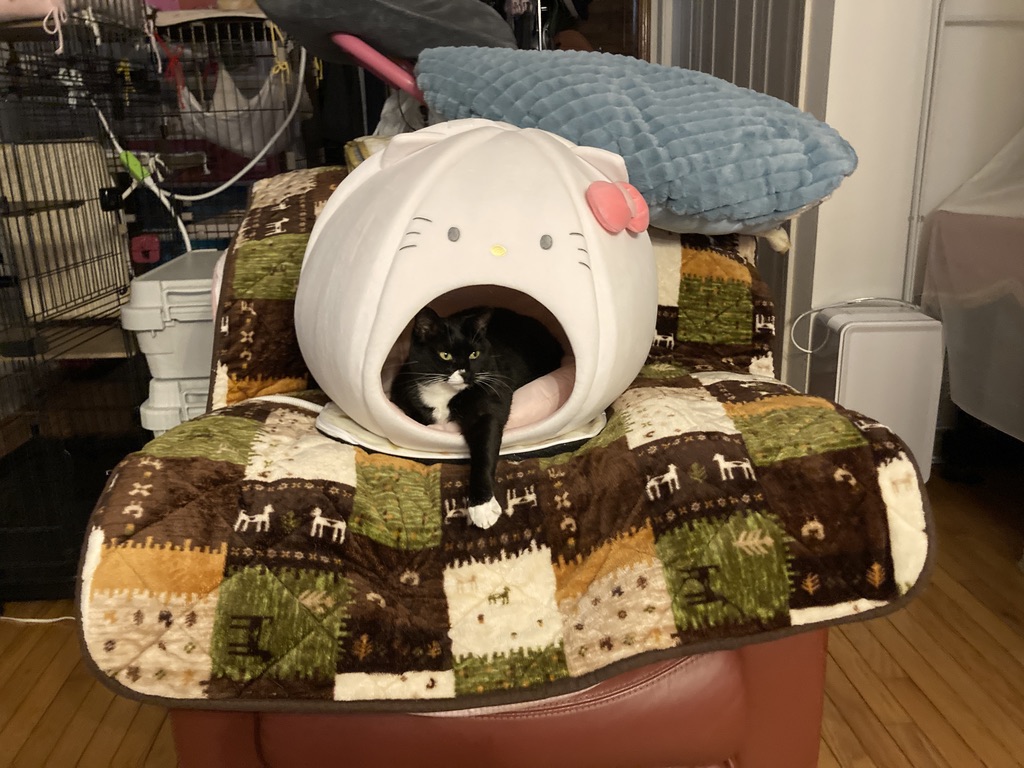 キティにゃ〜ちゃんがキティちゃんハウスに入った日🐾似合いすぎて親バカ炸裂しました💕