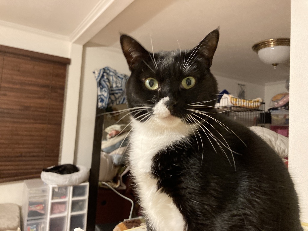 樹齢60年のあんずの花と甘えん坊猫キティニャ〜ちゃん🌸春の癒し時間