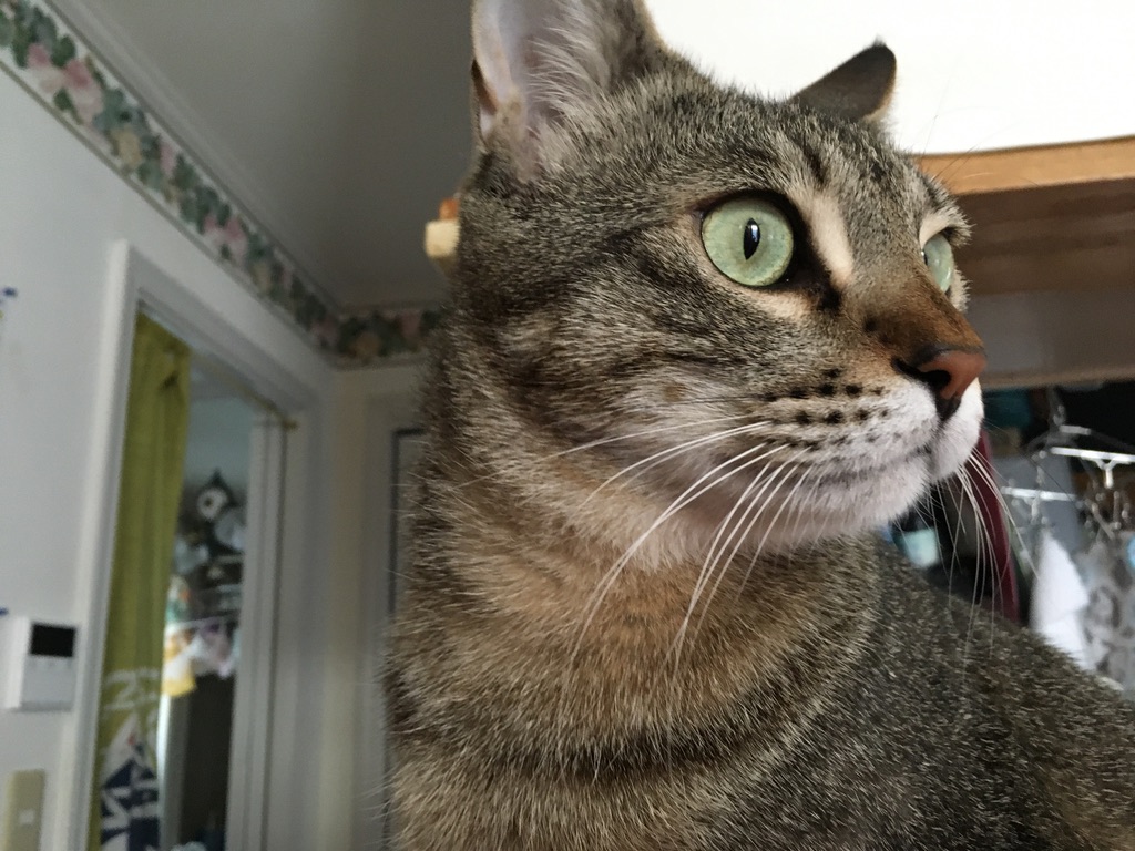 黒豆ちゃんのモーニングルーティン🐱