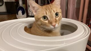 消臭パインサンドを使ってみた|木の香りで消臭!尿の場所が分かりやすい猫砂レビュー