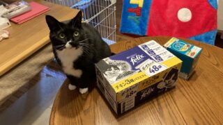 🐱【ピュリナワン ウェット＆フィリックス】猫の反応がすごい！食いつき期待レビュー💕