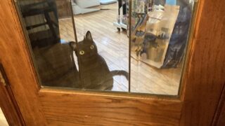 🐾 「ユリナリー4kgの保存方法｜ユリナリーが届いた日｜真空保存で鮮度キープと杏ちゃんの可愛い監視タイム