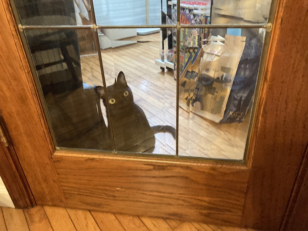 🐾 「ユリナリー4kgの保存方法｜ユリナリーが届いた日｜真空保存で鮮度キープと杏ちゃんの可愛い監視タイム