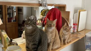 🐾 猫が整列！？多頭飼いで見られる可愛すぎる順番待ち行動🐾　✨猫たちの順番待ちが可愛すぎた🐱💕