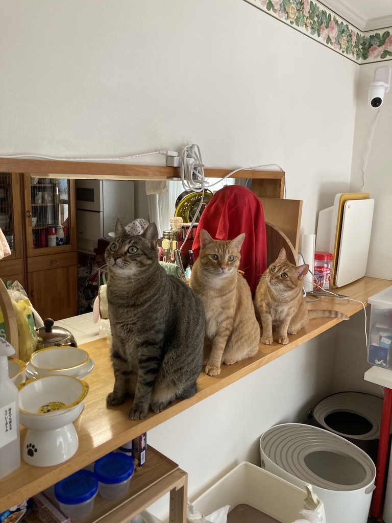 🐾 猫が整列！？多頭飼いで見られる可愛すぎる順番待ち行動🐾　✨猫たちの順番待ちが可愛すぎた🐱💕