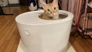 🐾 新しい猫トイレを購入しました✨｜猫たちの反応が可愛すぎた！