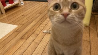 ももちゃんのおやつ察知顔が可愛すぎる💛麦ちゃんはウェットごはんが大好きな猫の日常