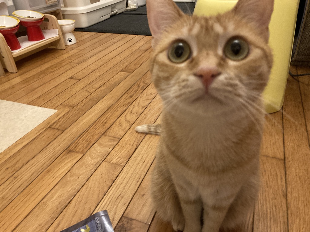 ももちゃんのおやつ察知顔が可愛すぎる💛麦ちゃんはウェットごはんが大好きな猫の日常