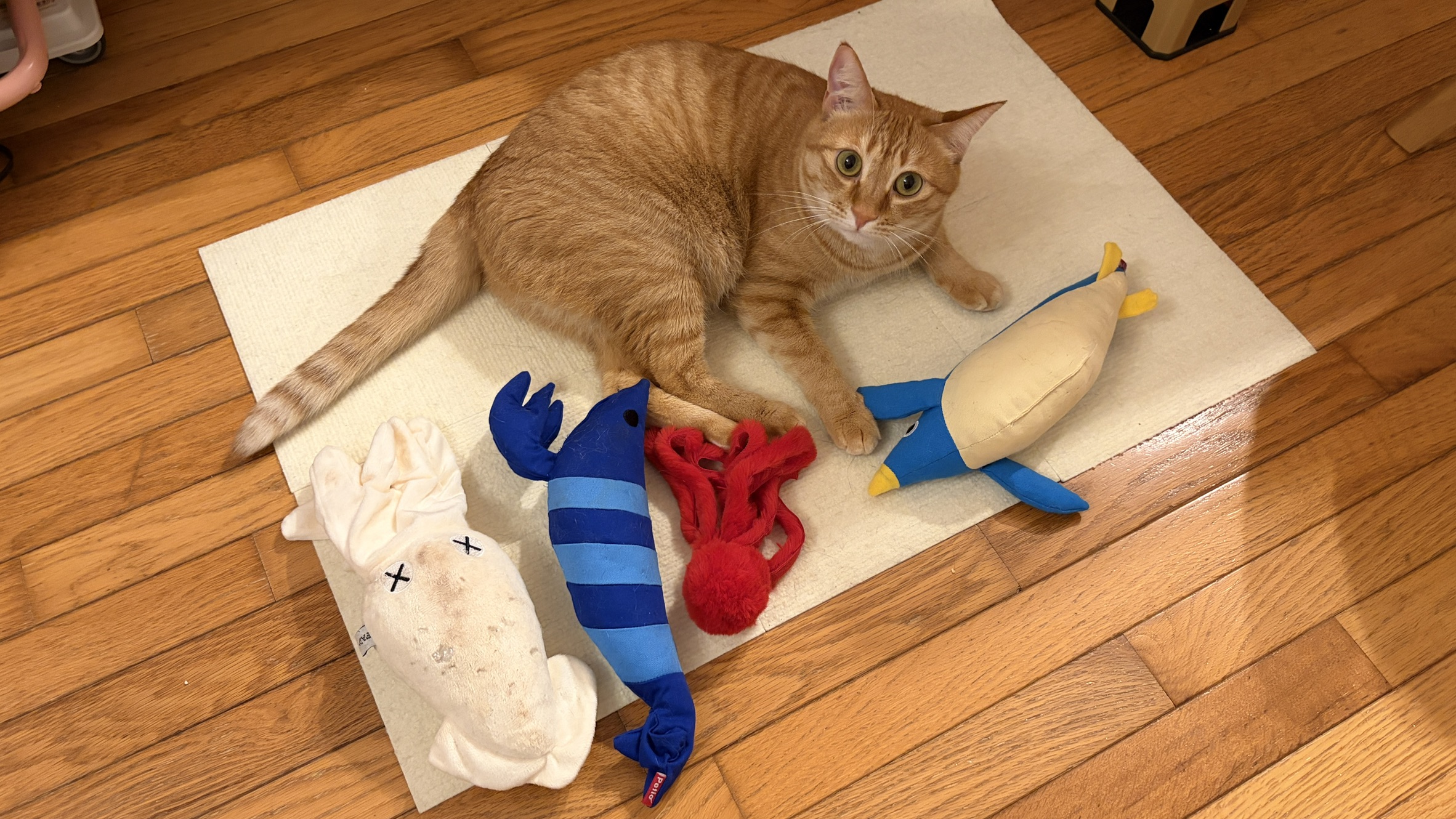 え…その遊び方！？ベティちゃんの本気ジャンプが可愛すぎた🐱✨