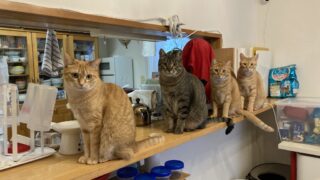 猫の上下関係は並び方で分かる？4匹が強い順に整列する不思議な習性🐱