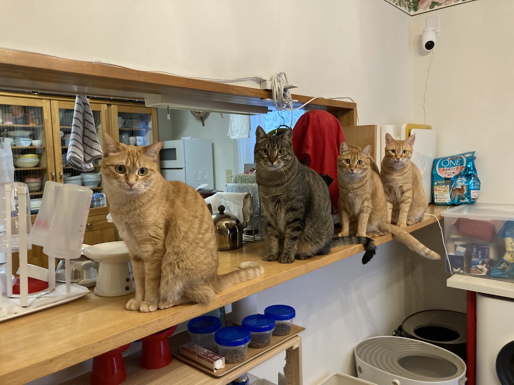 猫の上下関係は並び方で分かる？4匹が強い順に整列する不思議な習性🐱