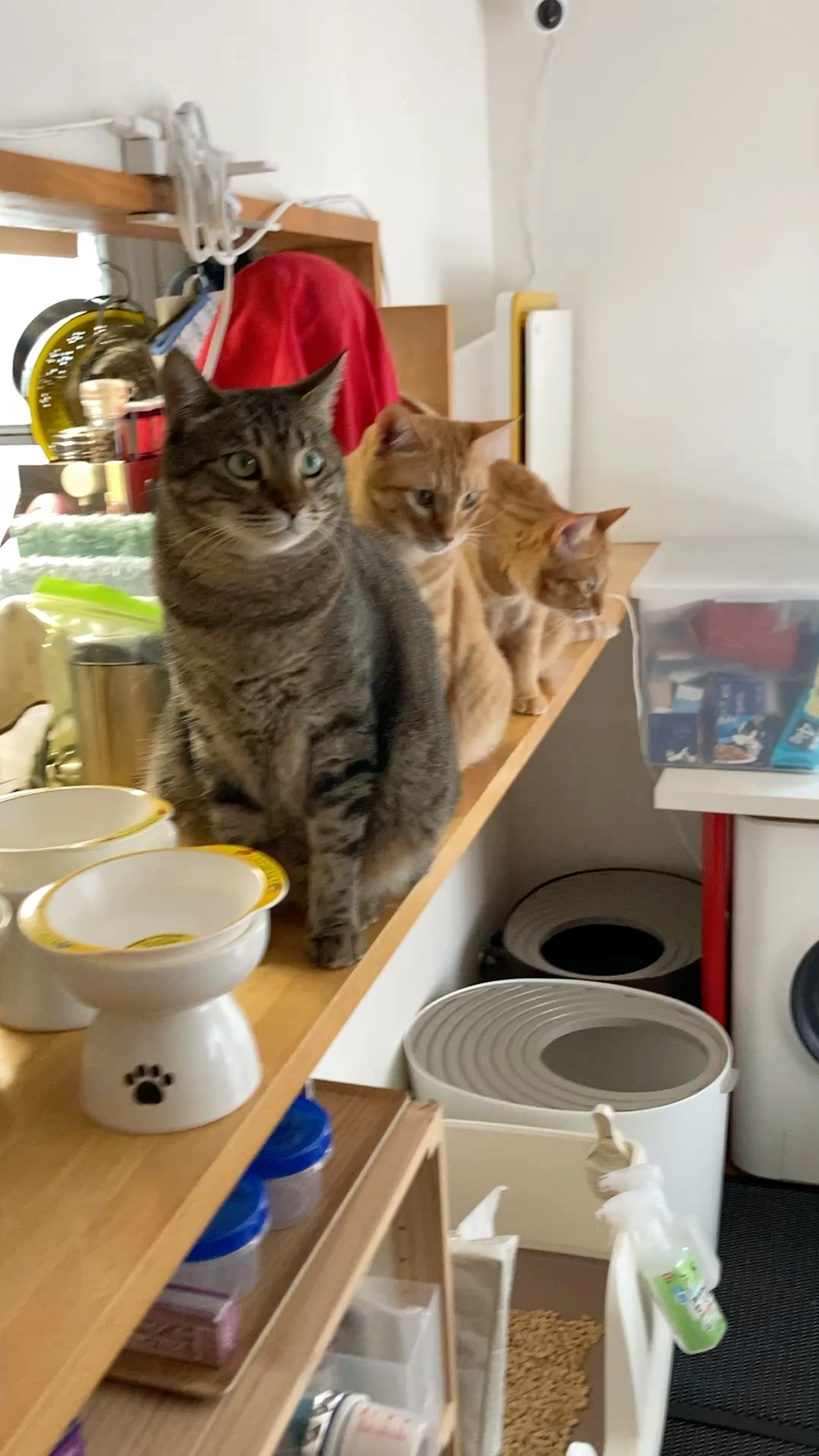 🐾 6匹の猫たちのごはんタイム｜にぎやかで癒される毎日のひとコマ