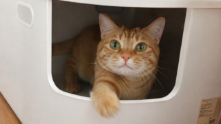 無印良品の猫トイレを購入したら…