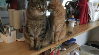 猫たちが今日も自然と整列?並ぶ姿に癒やされる毎日🐱🐾