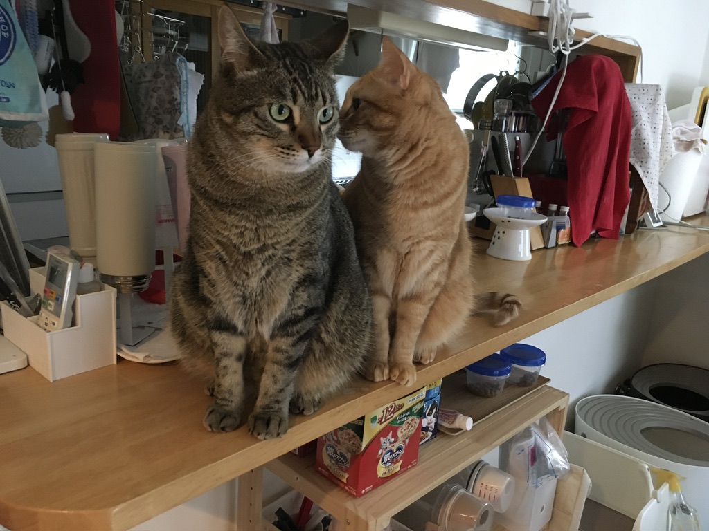 猫たちが今日も自然と整列？並ぶ姿に癒やされる毎日🐱🐾